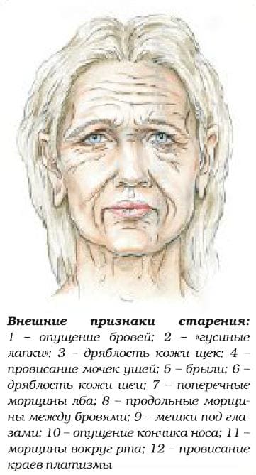 О возрастных изменениях лица и шеи
