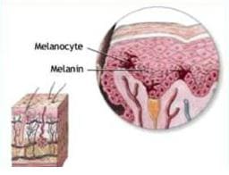Меланин в структурах клетки